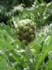 Artichoke Extract 